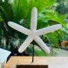 Starfish Wonder